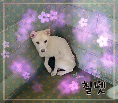 군산유기동물보호센터_445467202301454